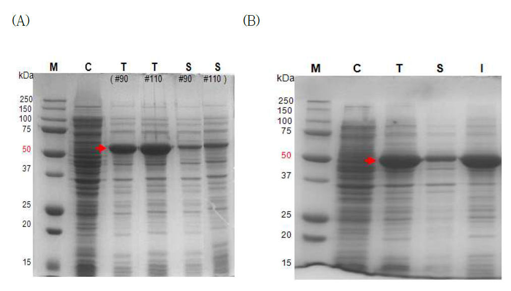 재조합 대장균의 flask cultivation을 이용한 GAD 발현의 SDS-PAGE를 통한 분석