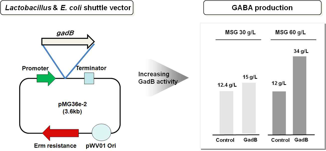 재조합 락토바실러스를 이용한 GABA 의 생산