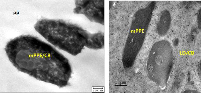 mPPE/PP/CB 복합재 TEM 사진(좌), mPPE/LD/CB 복합재 TEM 사진(우)
