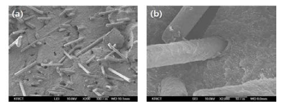 Amino silane-treated GF로 제조한 PPE/PA66 alloy 파단면의 SEM micrograph