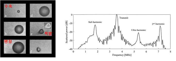 조영제의 초음파 반응과 그에 따른 스펙트럼