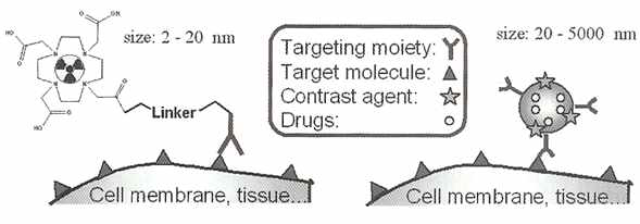 Targeted contrast agent를 이용한 drug delivery