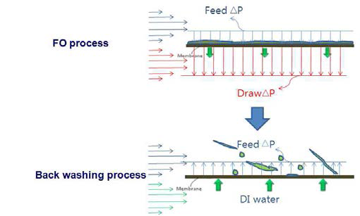 FO osmotic backwashing 모식도