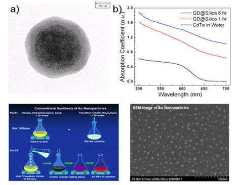 (a) 실리카 encapsulation 후 CdTe 양자점의 TEM 이미지. (b) original CdTe 양자점(검정선), 실리카 encapsulation 후의 (빨강, 파랑선) 흡수 스펙트럼