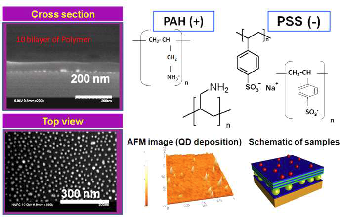 금나노입자 증착결과 (side 와 top view), PAH, PSS 와 양자점 증착의 AFM 이미지