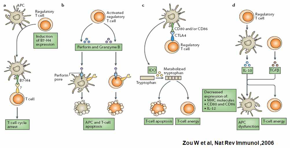조절 T-세포에 의한 다양한 면역억제 기작