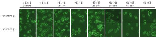 마스터세포은행의 형태 변화 관찰 결과