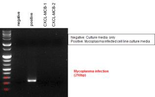 마스터세포주은생 배양액의mycoplsma 검출 결과