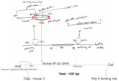 CXCL10 발현 인간화 마우스 제작에 필요한 targeting vector의 모식도