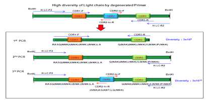 Humira® light chain 풀 다양화