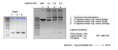 Ligation efficiency test