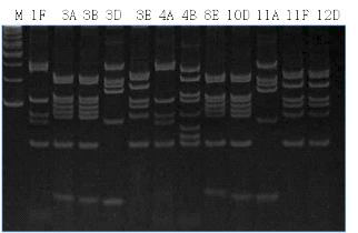 DNA fingerprinting of candidate clones