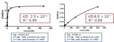 선도항체 TNF-α-hCXCL10-10D 항체의 결합력