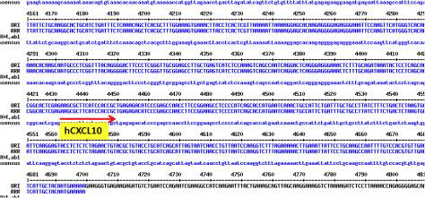 clone#4의 hCXCL10 염기서열