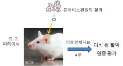 류마티스관절염 활막이식 동물모델