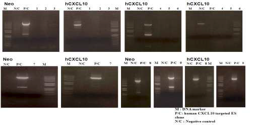 germline transmission 된 mice를 선별