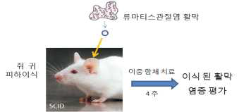 류마티스 관절염 활막 이식 동물모델