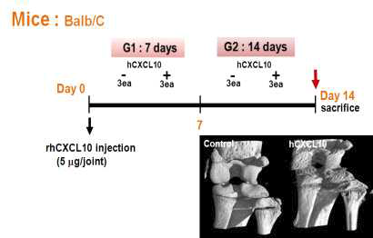 Recombinant Human CXCL10 관절강 내 직접 발현을 통한 관절 파괴 쥐 모델 구축