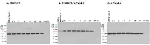 Humira, HuE10-101, anti-CXCL10 Ab (10E)의 serum내 안정성