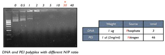 PEI와 DNA의 서로 다른 N/P ratio에 따른 Gel shift assay