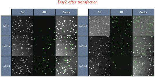 N/P ratio에 따른 GFP vector의 transfection 효율