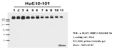 임시발현 293E 세포에서의 HuE10-101의 발현