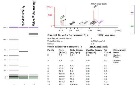 정제된 HuE10-101의 Agilent protein chip 분석