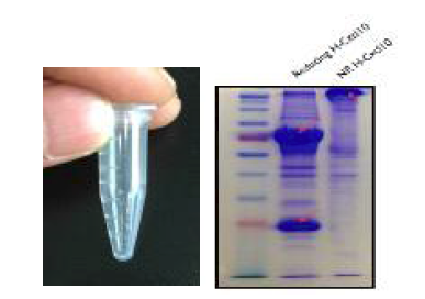 분리한 HuE10-101의 aggregate 및 SDS-PAGE 분석