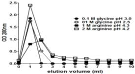 Elution buffer에 따른 항체의 회수율