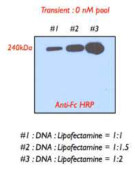 Transfection 조건에 따른 HuE10-101 발현양