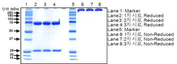 SDS-PAGE로 항체 분자량 및 순도 확인