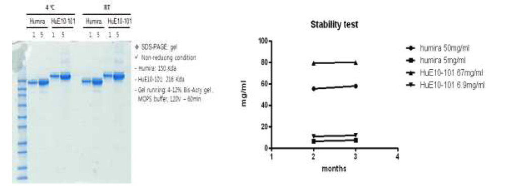 보관 온도에 따른 HuE10-101의 안정성 확인