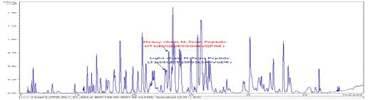 LC-MS 크로마토그램. N-말단 펩타이드의 elution profile