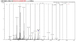 LT13(m) peptide의 LC-MS/MS sequencing