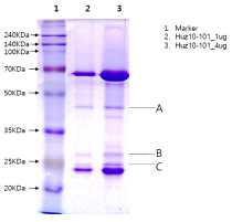 HuE10-101의 12.5% SDS-PAGE 전기영동 결과