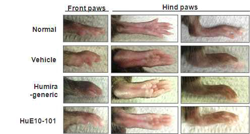 K/BxN serum transfer arthritis 마우스 모델의 부종 발병 확인