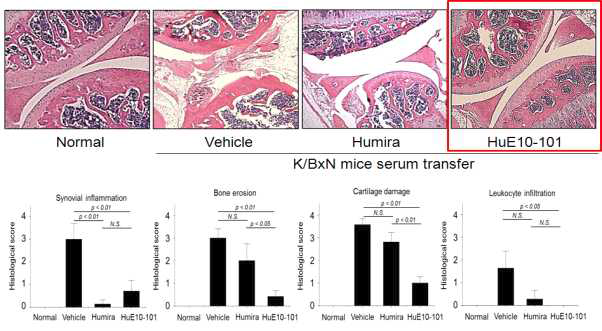 K/BxN serum transfer arthritis 마우스 모델의 조직병리학적 병변 확인