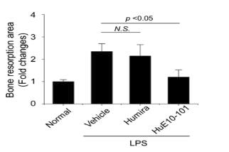 LPS로 유도된 염증성 골 소실 마우스 모델에서 HuE10-101의 파골세포 분화능 평가