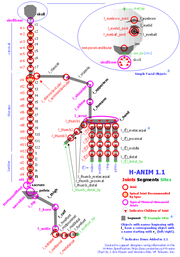 H-Anim 1.1 인체 구조