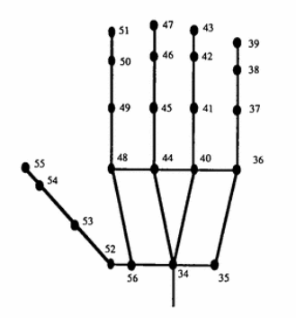 Thalmann 등에 의해 제시된 손의 뼈대 모델
