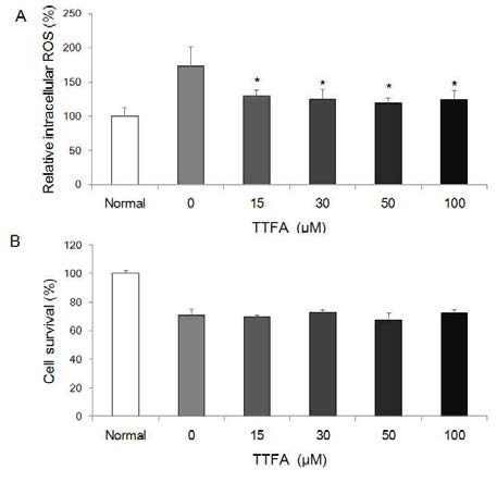 Mitochondrial complex II의 억제제인 TTFA 처리에 의한 저산소-허혈 뇌손상 모델에서의 세포내 ROS 수준과 세포생존율 변화