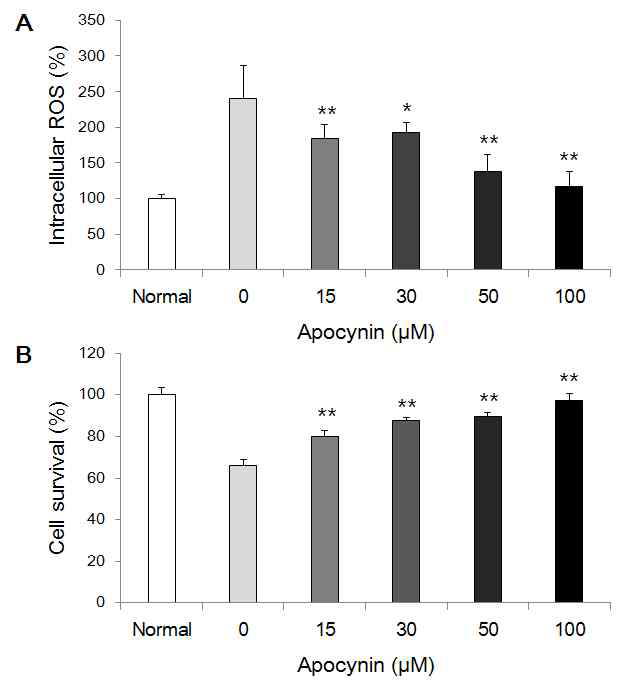NADPH oxidase 억제제 apocynin 처리에 의한 저산소-허혈 모델에서의 세포내 ROS 수준 감소와 세포생존율 증가