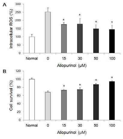 Xanthine oxidase의 억제제인 allopurinol 처리에 의한 저산소-허혈 모델에서의 세포내 ROS 수준 감소와 세포생존율 증가