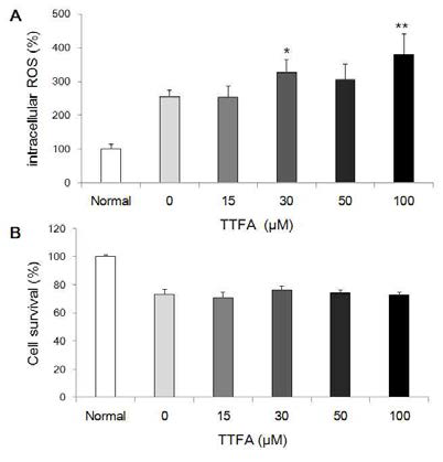 Mitochondrial complex II의 억제제인 TTFA 처리에 의한 저산소-허혈 모델에서의 세포내 ROS 수준과 세포생존율 변화