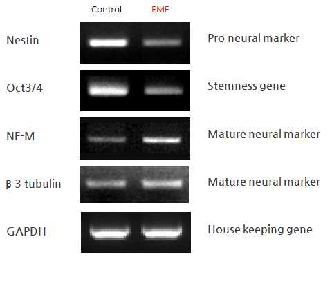 RT-PCR을 분석을 통한 신경분화 marker 확인