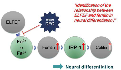 신경세포로의 분화에서 전자기장와 ferritin 단백질의 관계 규명
