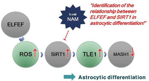 신경세포인 astrocyte로의 분화에서 전자기장와 SIRT1 단백질의 관계 규명