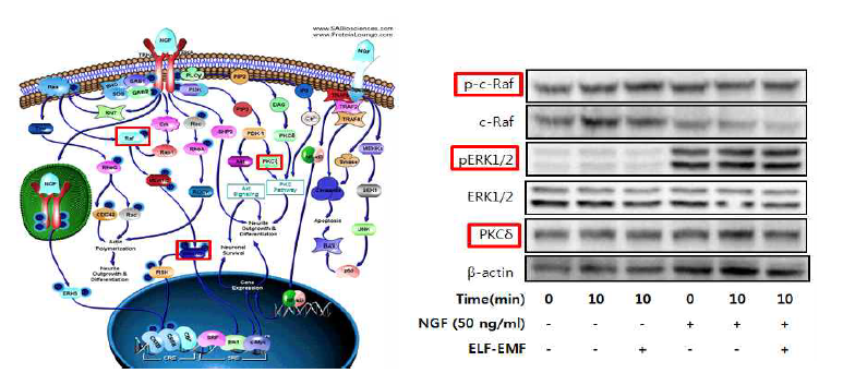 전자기장 조사에 따른 Raf-ERK1/2 및 PKC-delta를 통한 신경분화 작용기작 규명