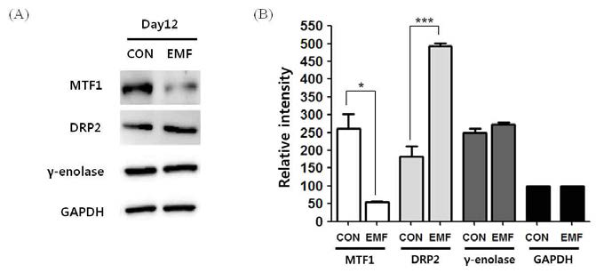 전자기장 노출시 BM-hMSCs Intracellular MT3 단백질 상호작용 단백질 변화