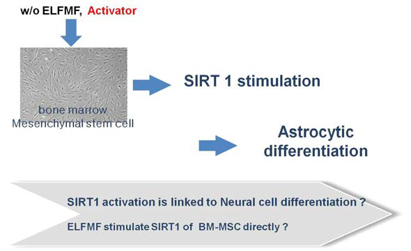 50Hz, 1mT 전자기장은 SIRT1을 매게로 하여 Neuronal astrocyte로 분화 mechanism 확립